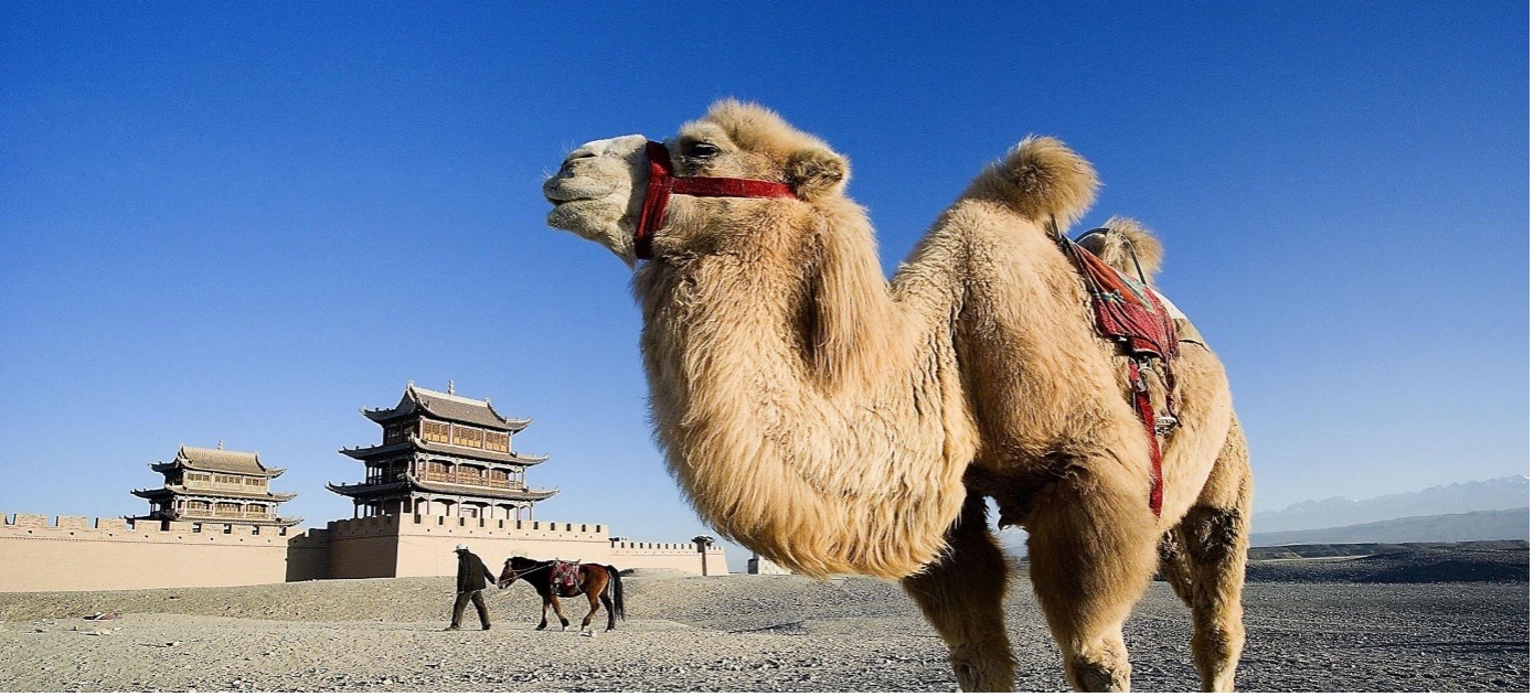 Trampeltier mit rotem Zaumzeug vor der Festung Jiayuguan am westlichen Ende der Chinesischen Mauer